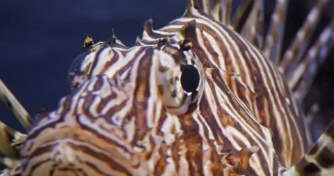 Front view. Pterois it moves towards and turns. Scorpaenidae macro closeup Stock Footage 166421430