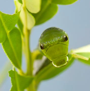 Front view of a pupa eating a stem Stock Photos