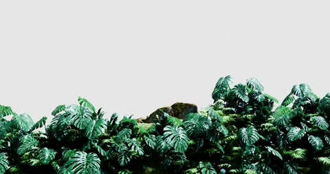 Front View In Rainforest 01 4K Stock Footage 305447683