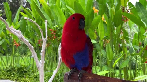 A front view of a red-blue parrot perched on a branch at boca tapada in the Stock Footage 264992346