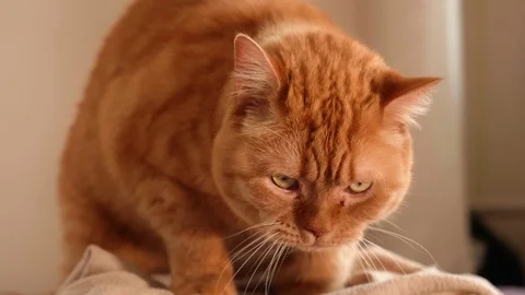 Front view of red British cat masturbati... | Stock Video | Pond5