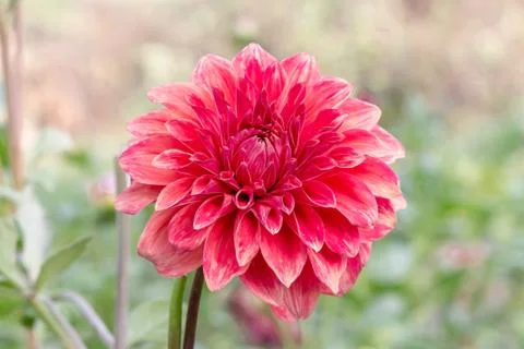 Front View Of Red Daisy Flower In The Park Over Green Blur Garden Background Stock Photos