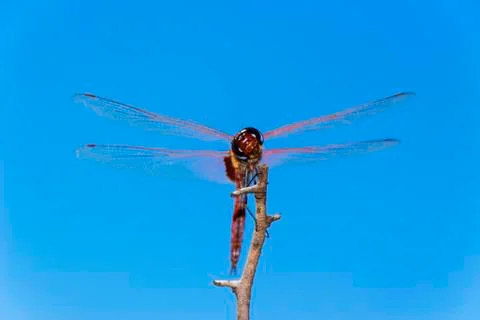Front view of a red dragonfly perched on a branch Stock Photos
