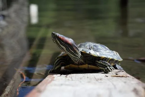 Front view. Red eared slider pond turtle turns head and looks at side Stock Photos
