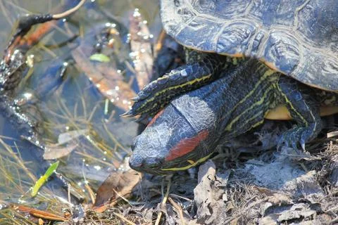 Front view of a red-eared slider turtle basking on a sunny pond shore in it.. Foto stock