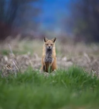 Front view of Red Fox sitting in field and staring at photographer Stock Photos
