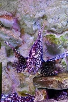 Front View of Red Lionfish Floating with Spread Fins Underwater Stock Photos