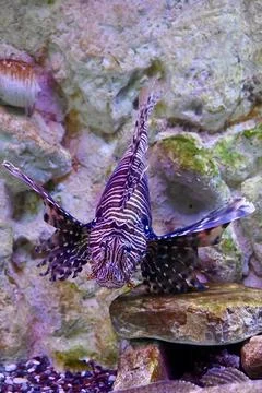 Front View of Red Lionfish Floating with Spread Fins Underwater Stock Photos