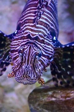 Front View of Red Lionfish Floating with Spread Fins Underwater Stock Photos