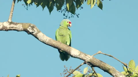 Front view of a red-lored amazon parrot perched on a branch at costa rica 스톡 동영상 186561827