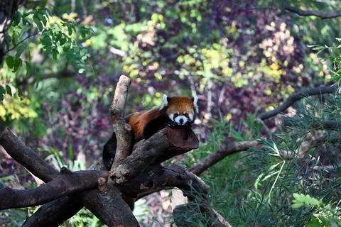 Front view of a red panda rest on the branch in the zoo in sunny day Stock Photos