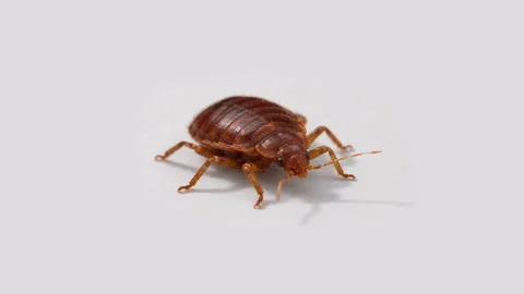 Front view of a reddish brown bed bug on a white background 스톡 동영상 347474562