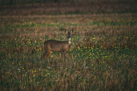 Front view of roe deer, capreolus capreolus, buck standing on blossoming Stock Photos