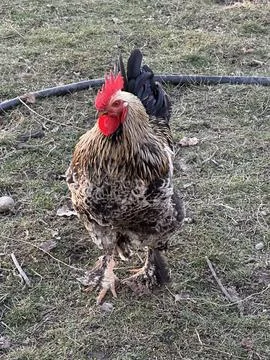 Front View of Rooster on Rustic Ground Stock Photos