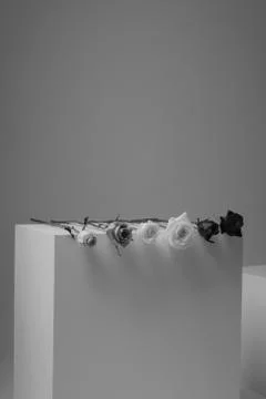Front view of roses line up with simple clean white background Photos