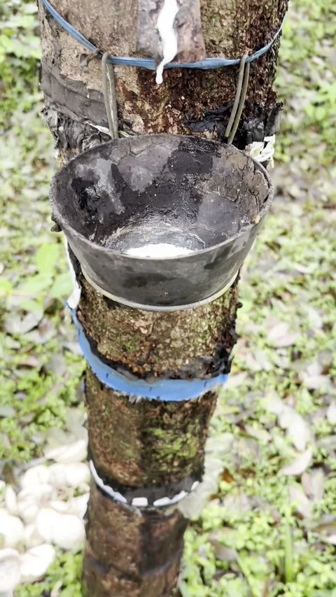 Front view of rubber tree latex collecting in a bowl Vídeos de archivo 313529087