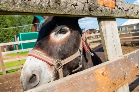 Front view of sad donkey with red and white halter Stock Photos