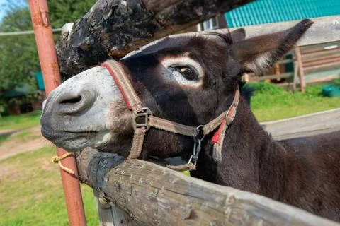 Front view of sad donkey with red and white halter looking straight at you re Stock Photos