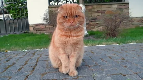 Front view of Scottish fold red cat, looking around, sitting on the sidewalk Stock-Footage 134390903