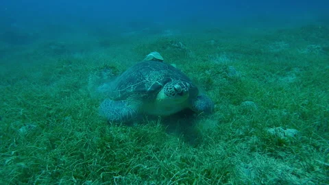 Front view of sea turtle chewing green noodle sea grass on seabed Stock Footage 332238352