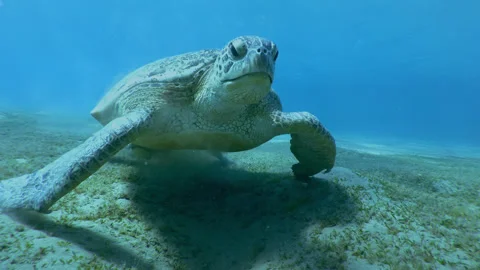 Front view on Sea turtle feeding algae on sandy-silty bottom on blue water Stock Footage 304030798