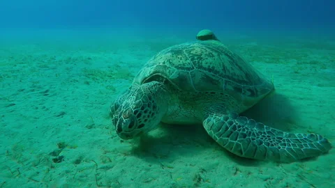 Front view of Sea turtle grazing on sandy seabed feeding on green sea grass, Stock Footage 304008609