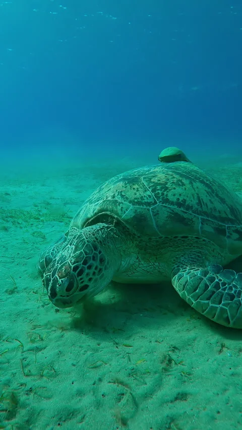 Front view of Sea turtle grazing on sandy seabed feeding on green sea grass, Stock Footage 327869756