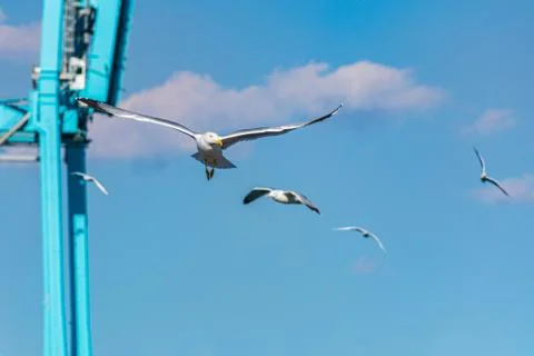 Front view of a seagull flying . Stock Photos