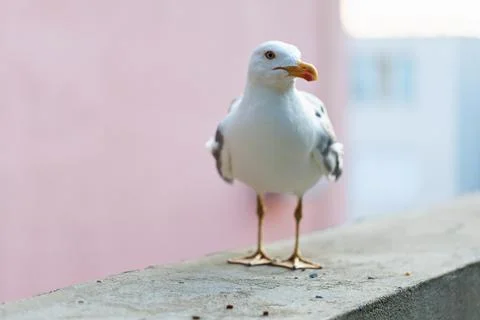 Front View Seagull Standing on Balcony Railing in Urban Environment Fotos de archivo
