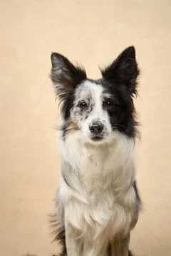 Front view of seated Border Collie indoors Stock Photos