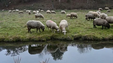 Front view of sheep grazing in a meadow during winter Stock Footage 145791643
