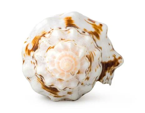 Front view of shell Stock Photos