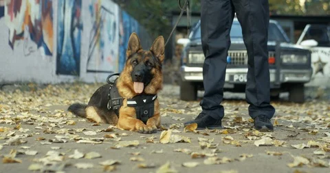 Front view of the shepherd dog lying on the ground and looking at the camera Stock-Footage 124100923