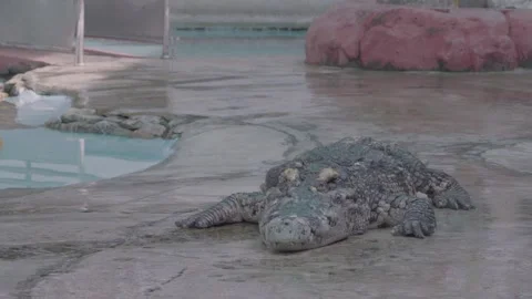 Front-View Shot of a Freshwater Crocodile Resting on Concrete, 4K Footage Video stock 335571104