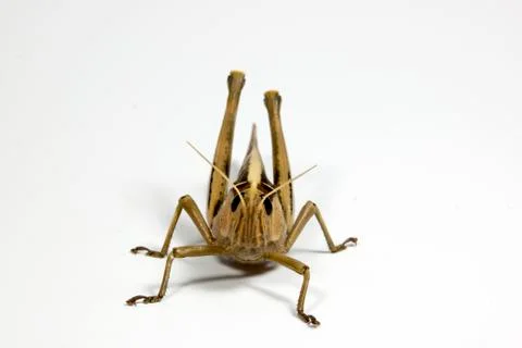 Front view of single grasshopper on white Stock Photos
