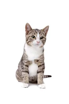Front view of a sitting cat Stock Photos