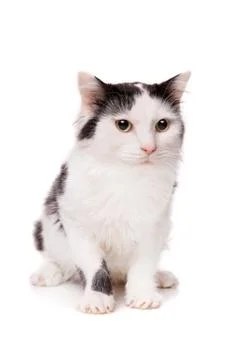 Front view of a sitting cat Stock Photos