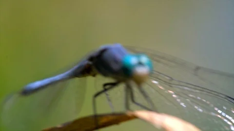 Front view slow motion macro blue dragonfly flies off plant Stock Footage 111884766