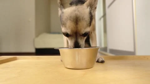 Front view of a small dog eating from a metal food bowl on a wooden tray ta.. Vidéo 347462274