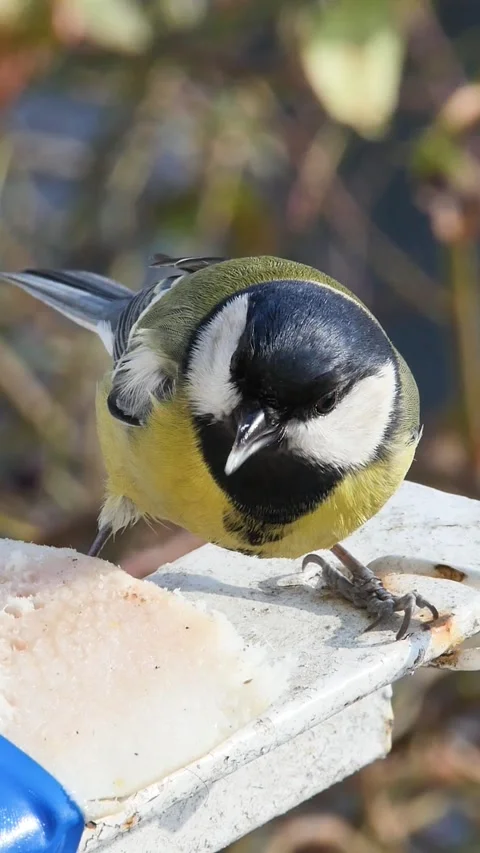 Front view of a small yellow titmouse feeding on animal fat during a sunny w Stock-Footage 334340496