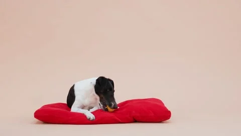 Front view of a smooth fox terrier in the studio on a light brown background Stock Footage 154499702