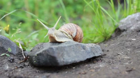 Front view of a snail in a brown shell. Snail close up. A snail crawling a stone Stock Footage 155202845