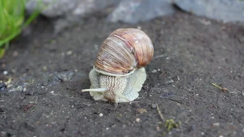Front view of a snail crawling on the ground. A snail in a brown shell crawls Video stock 155200333