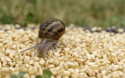 Front view of a snail trying to find its way on grains of wheat. Stock Photos