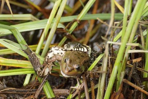 The front view of the snake and trapped her a toad Stock Photos