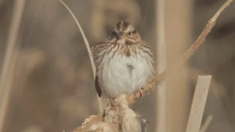 Front view of Song Sparrow on brown reed or phragmite, 1080p tripod shot 스톡 동영상 99019811