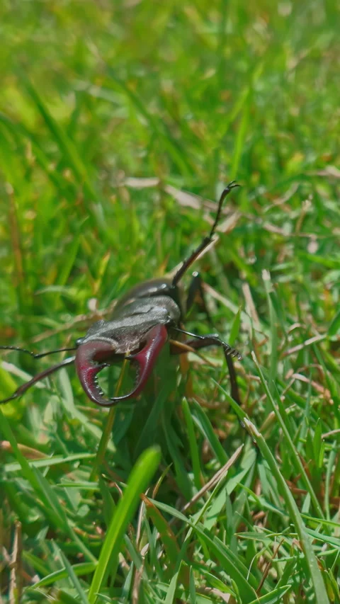 Front view of Stag Beetle is crawling, pushing its way through tall thick grass Stock Footage 320528965
