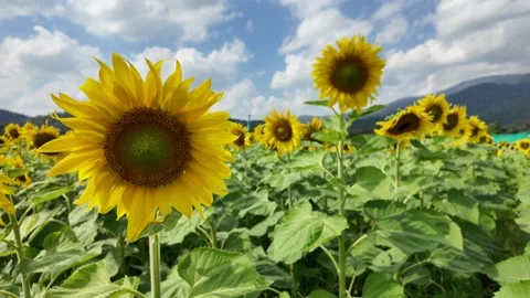 Front view sun flower blooming at field. Stockbeeldmateriaal 294789308