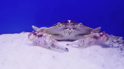 Front view of a swimming crab resting on white sand in an aquarium with a v.. 動画素材 340183872