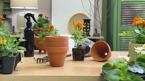 Front view of a table with plants, ceramic pots and transplanting tools Stock Footage 307995882